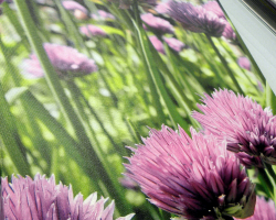 Canvastaulu apilankukkia